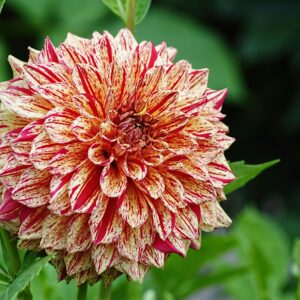 pompon dahlia